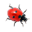 Ladybug on Desktop 1.2  