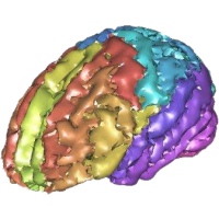 نمایش اتصالات عصبی در مغز انسان